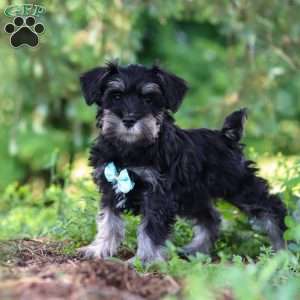 Hunter, Miniature Schnauzer Puppy